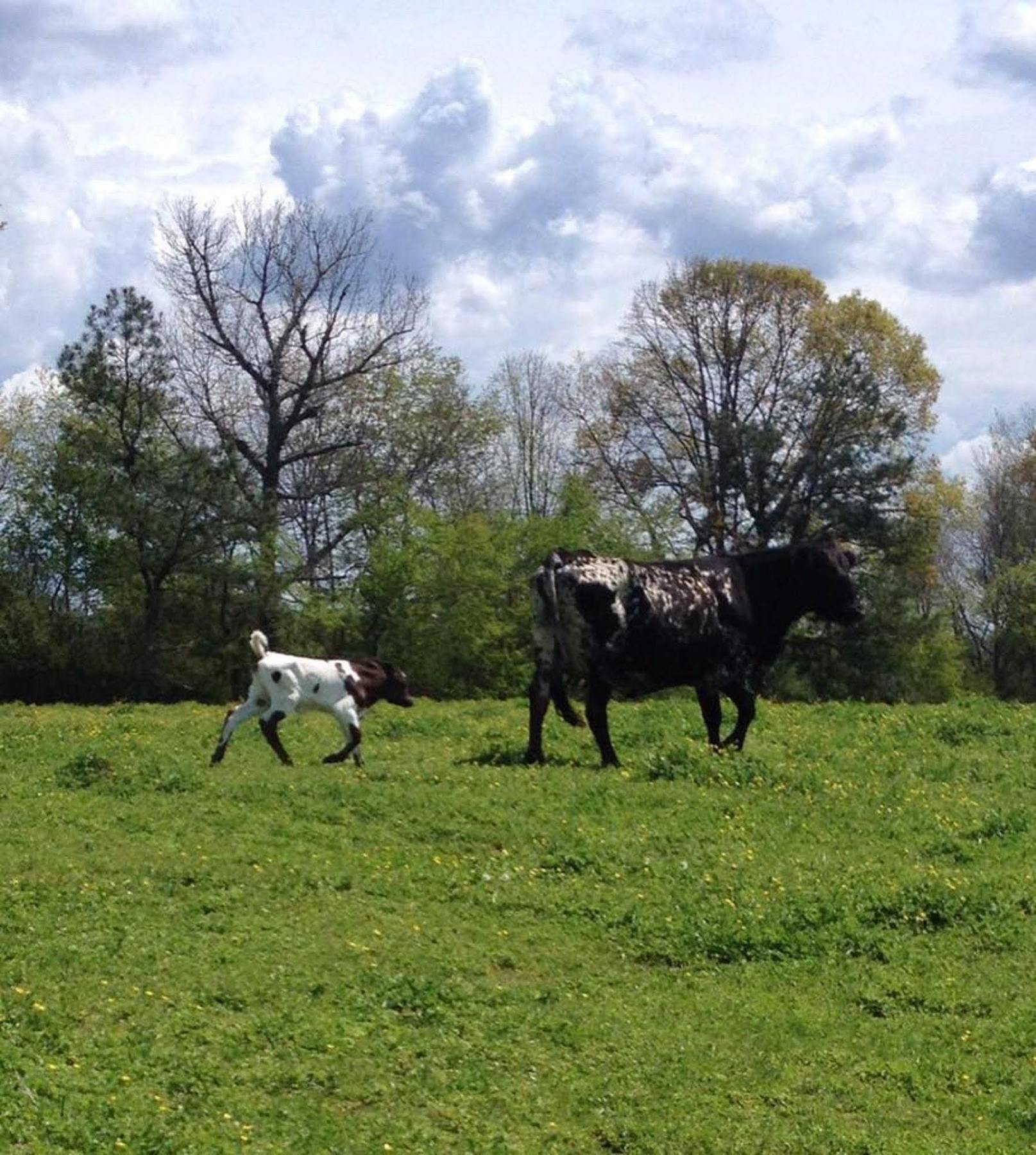 Seventy-Four Ranch Ξενοδοχείο Τζάσπερ Εξωτερικό φωτογραφία