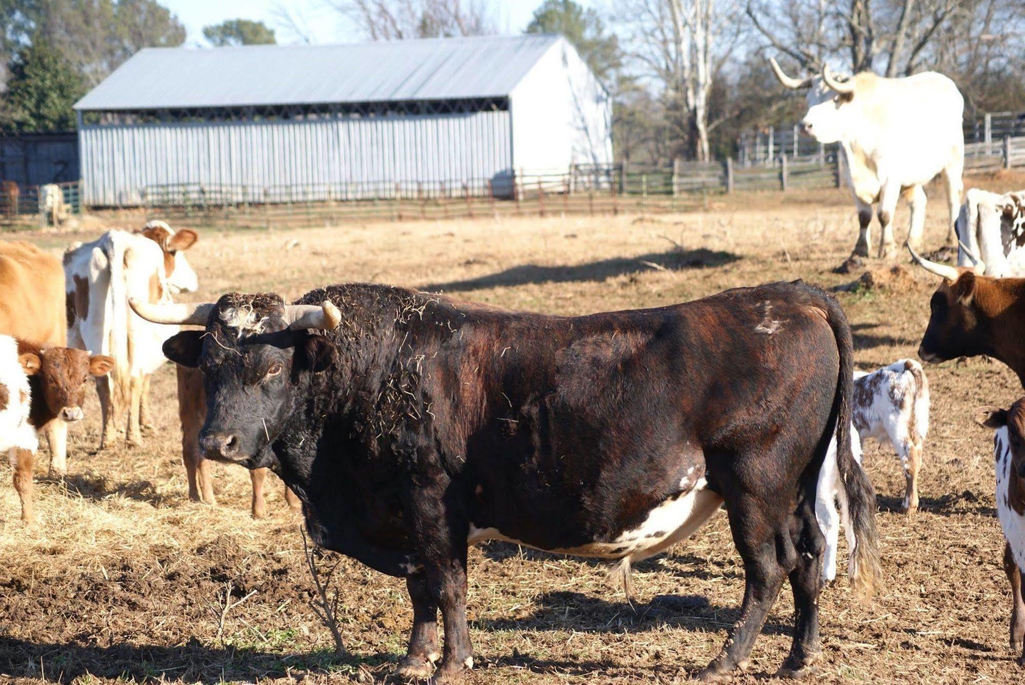 Seventy-Four Ranch Ξενοδοχείο Τζάσπερ Εξωτερικό φωτογραφία
